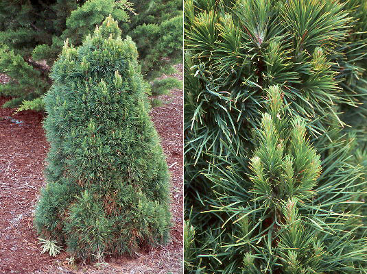 Pin padure , Pin munte - Pinus Sylvestris Globosa Viridis